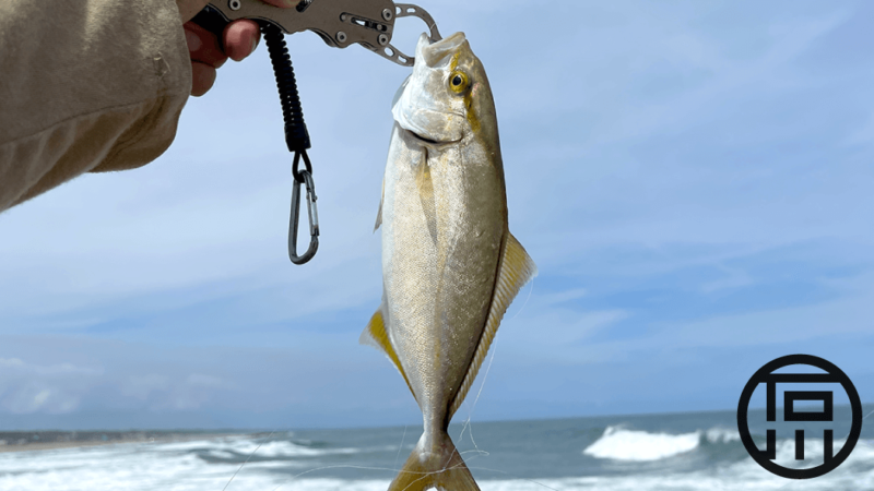 サーフでライトな釣り！ショゴ・ワカシをメバルロッドで