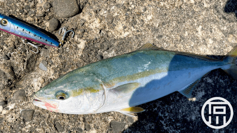イナダ連発でやっぱり釣りは楽しい！釣った後はブリ料理で大満足