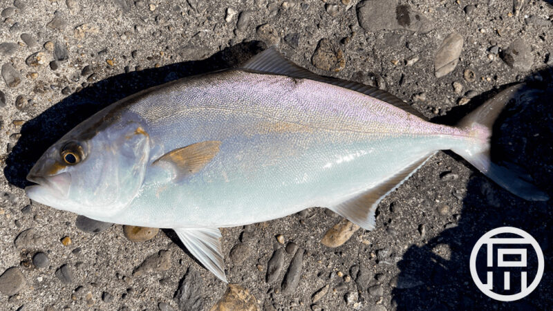 ワームをしゃくってショゴ（カンパチ）を釣って喰らう