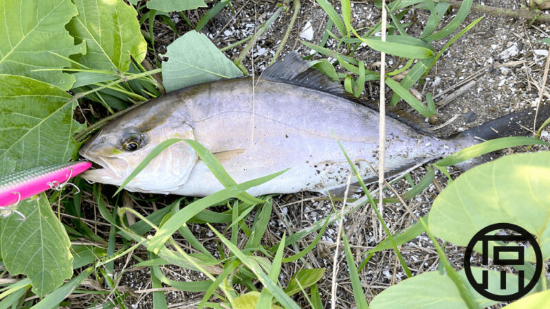 強風厳しい秋の釣りでセットアッパーにショゴ（カンパチ）が喰ってきた