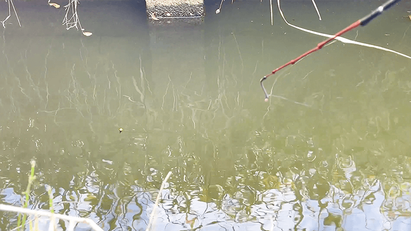 田んぼのホソでタナゴ仕掛けで釣りしていたら大物襲来に怯む｜自作竿で小物釣り【北浦】
