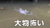 小ブナが釣りたい…タナゴ竿に大物はやめて！の回｜自作竿で小物釣り【北浦】