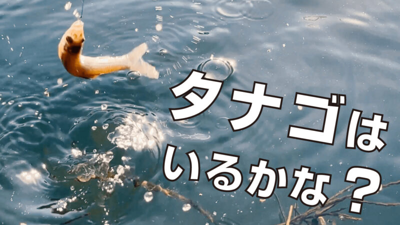 自作竿でタナゴ・小ブナが釣れたのだ！田んぼのホソで秋のポカポカ小物釣り【北浦】