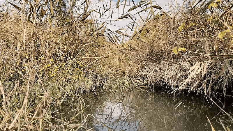 ちっちゃなタナゴを狙う小物釣り！12月上旬冬の北浦にて