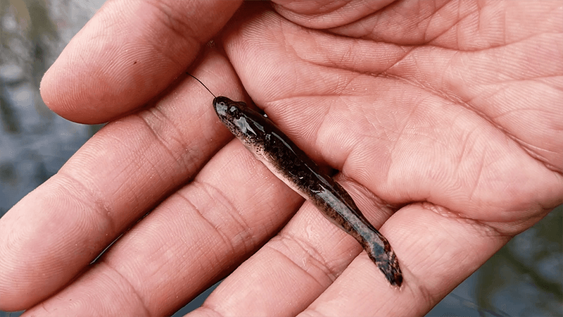 ちっちゃなタナゴを狙う小物釣り！12月上旬冬の北浦にて