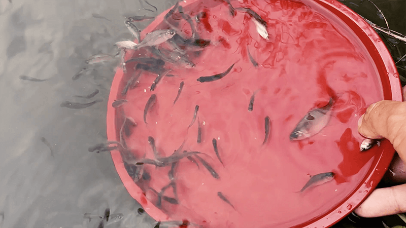 ちっちゃなタナゴを狙う小物釣り！12月上旬冬の北浦にて