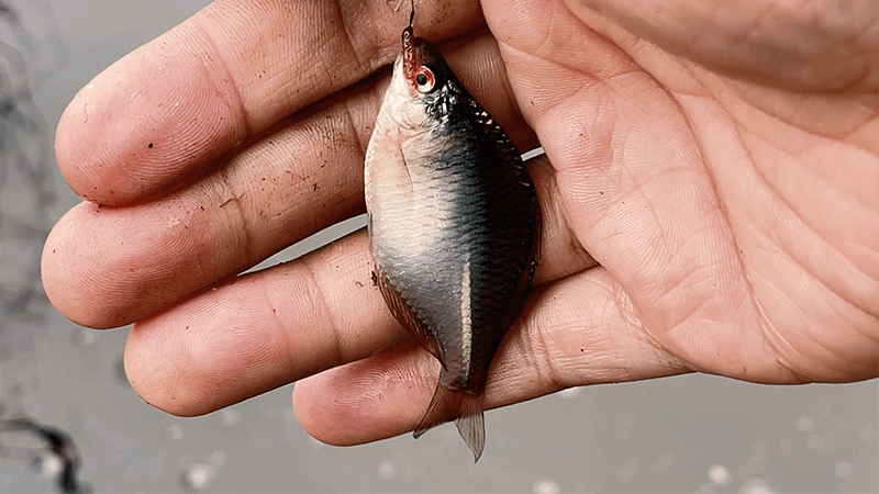 激流の北浦のホソでの小物五目釣りで釣り納め！からの筑波山登頂