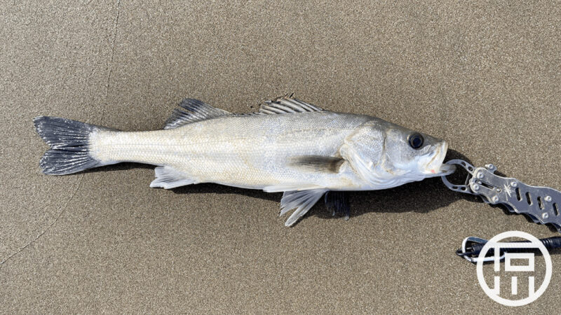 サーフ短時間釣行でシーバス！もサイズは伸びず…