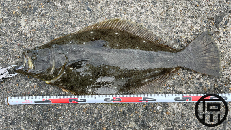 ヒラメをワームで釣って喰らう！寝かせて刺身にしたら絶品