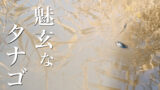 幸釣二三四と魅玄（ミクロ）タナゴ針で小さいタナゴを狙う【北浦】