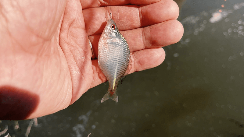 良型タナゴで淡水小物釣り初め！霞ヶ浦北浦で小物五目釣り
