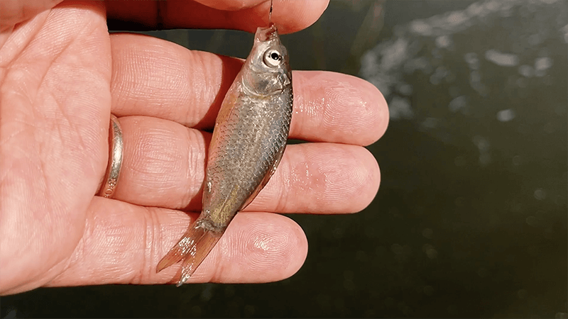 良型タナゴで淡水小物釣り初め！霞ヶ浦北浦で小物五目釣り