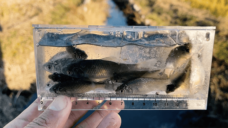 良型タナゴで淡水小物釣り初め！霞ヶ浦北浦で小物五目釣り