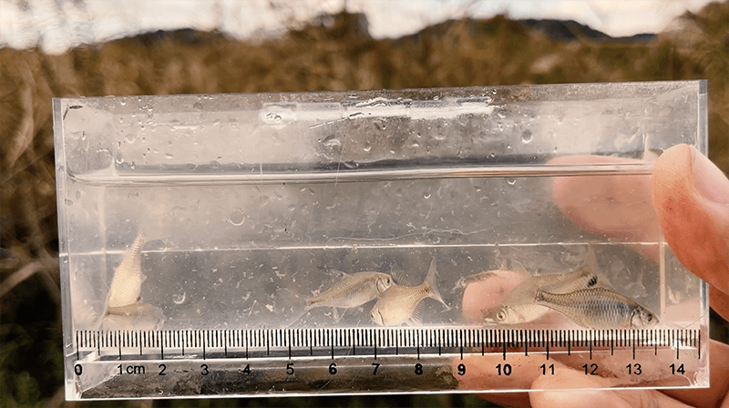 霞ヶ浦北浦でタナゴ釣り！1月冬の雨極寒の中での釣りからの小町山登頂