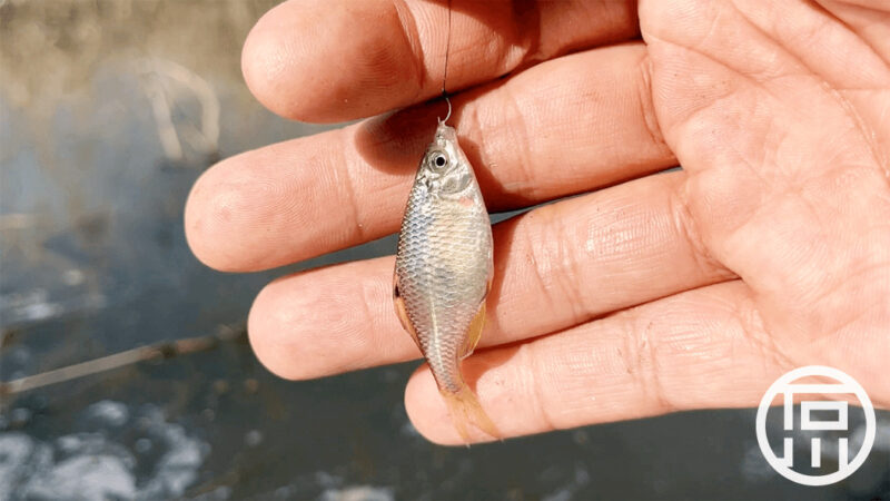 タナゴ釣りも無反応…ポイント移動が吉の2月冬小物釣り【霞ヶ浦 北浦】