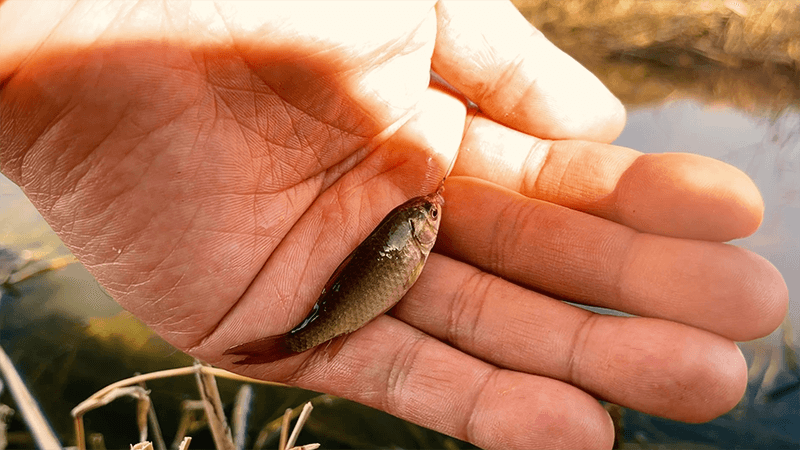 タナゴと小鮒を釣る小物五目釣り🎣 2月下旬、春を感じる釣行【霞ヶ浦 北浦】