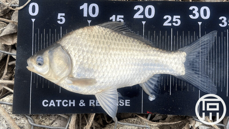 春のアタリの多さが嬉しいヘラブナ釣り初心者【霞ヶ浦本湖】