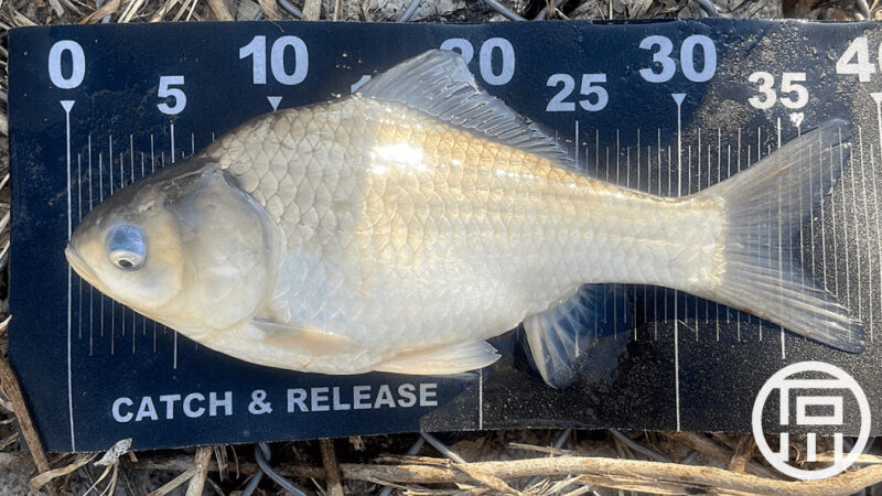 ヘラブナ釣り！40上が近づいた3月末【霞ヶ浦本湖】