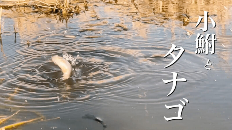 タナゴと小鮒を釣る小物五目釣り！ 2月下旬、春を感じる釣行【霞ヶ浦 北浦】