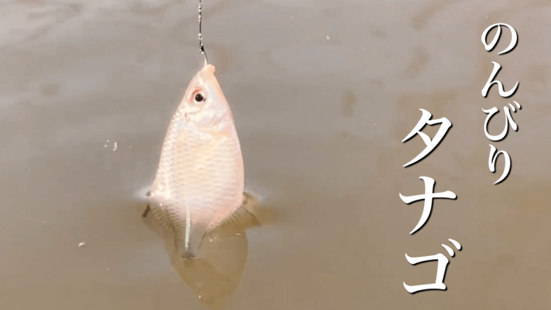 のんびり夕方のタナゴ釣り！ のほほん3月初旬春模様【霞ヶ浦 北浦】
