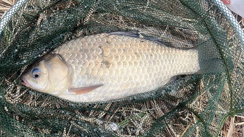 ヘラブナ釣り始めました！が、なかなか本命が釣れない冬😅｜｜霞ヶ浦水系ヘラブナ野釣りブログ