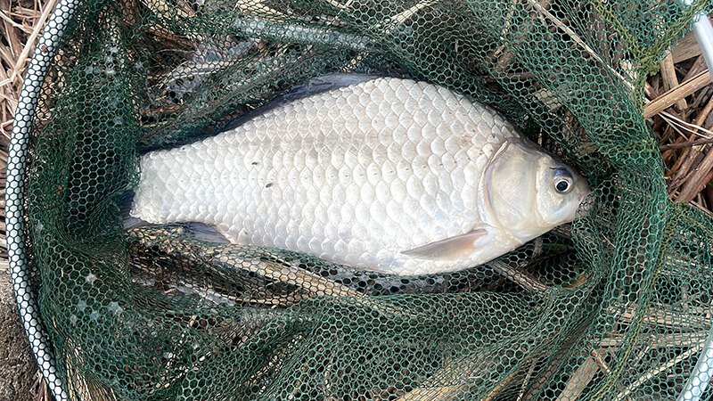 ヘラブナ釣り始めました！が、なかなか本命が釣れない冬😅｜霞ヶ浦水系ヘラブナ釣りブログ