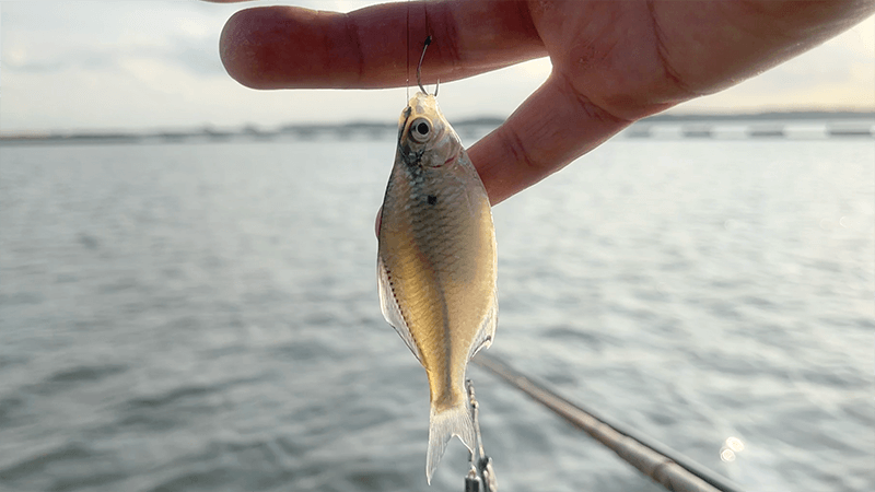 ヘラブナ釣り🎣 40上が近づいた3月末｜霞ヶ浦水系ヘラブナ野釣りブログ