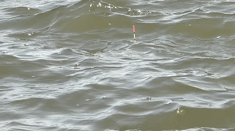霞ヶ浦でヘラブナ釣り🎣 強風でデコったり雨の中で釣れたり｜霞ヶ浦水系ヘラブナ野釣りブログ