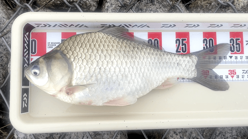 霞ヶ浦でヘラブナ釣り🎣 強風でデコったり雨の中で釣れたり｜霞ヶ浦水系ヘラブナ野釣りブログ