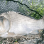霞ヶ浦の浅場ポイントで穏やかな釣り｜霞ヶ浦水系ヘラブナ野釣りブログ