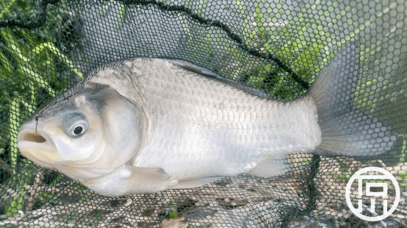 雨の中パラソルを立てて春の霞ヶ浦本湖でヘラブナ野釣り【4月中旬 春】