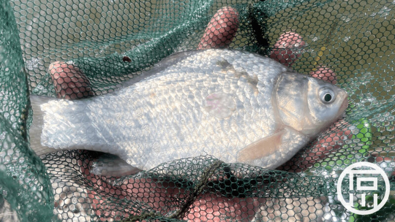 4月頭に霞ヶ浦本湖でのんびりヘラブナ釣り