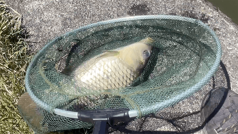 霞ヶ浦本湖の浅場ポイントでヘラブナと外道｜霞ヶ浦水系ヘラブナ野釣りブログ