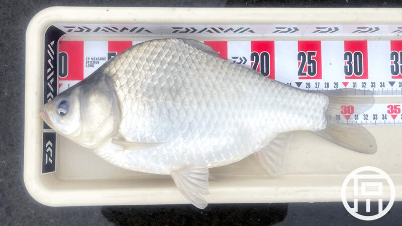 霞ヶ浦でヘラブナ釣り…ヘラの良型出たりアメナマ連発したり?【5月中旬 初夏】