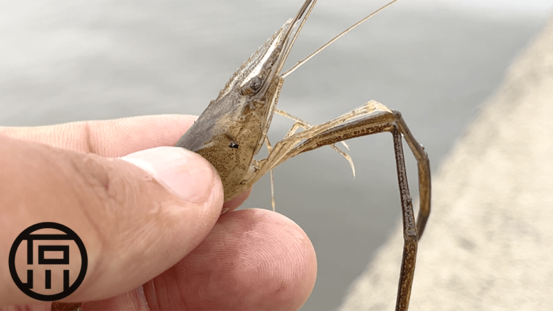 6月初旬の霞ヶ浦でテナガエビ釣り！とタナゴ釣り調査