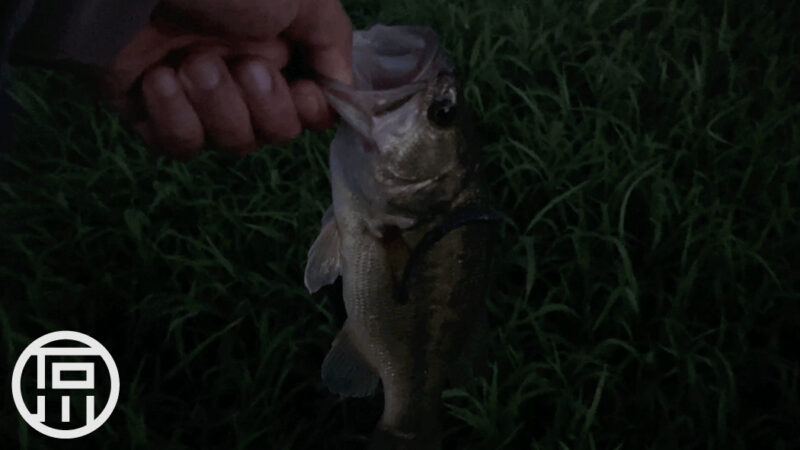 雷魚で始まりバスで終わった夏の日｜霞ヶ浦水系ブラックバス釣り