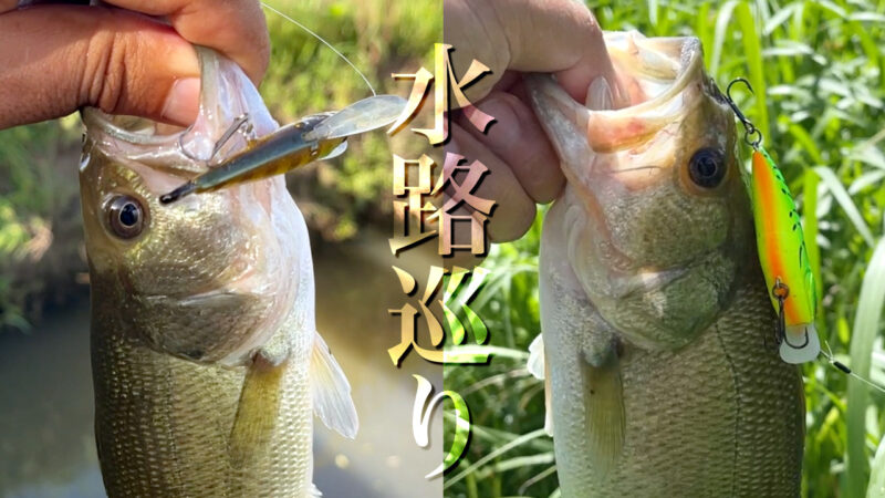 霞水系水路巡り！ゲキアサシャッドetcでバスが出るも…｜霞ヶ浦水系ブラックバス釣り