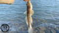 鹿島灘サーフでヒラメが釣れるも今年初のサーフ釣りはソゲでスタート