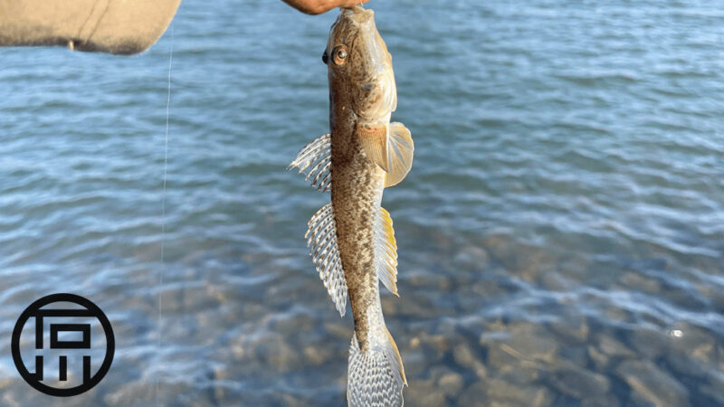 ハゼ狙いで延べ竿小物釣り！楽しんだ後は天ぷらに！