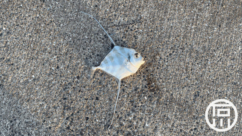 イトヒキアジが釣れたので刺身で食べてみた件