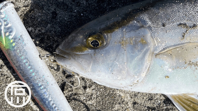 ショゴ（カンパチ）をトップで！釣れて楽しい食べて美味しい