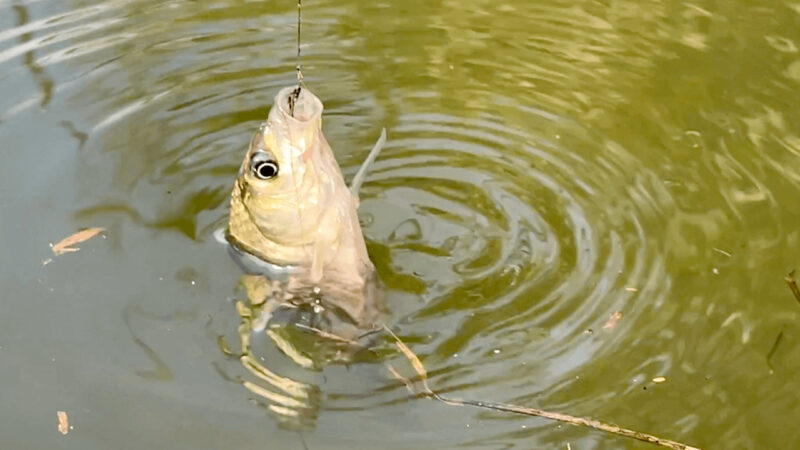 北浦のホソで小物釣り！虫の声に秋を感じる癒しの釣り【タナゴ・フナ】