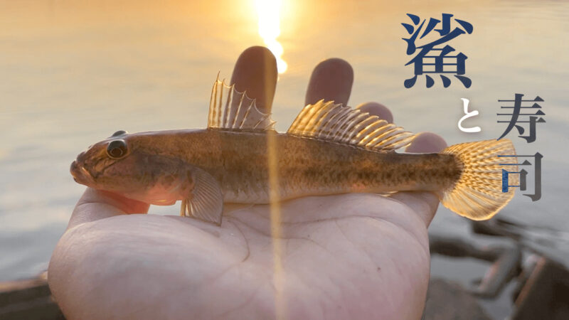 涸沼で延べ竿ハゼ釣り！釣ったハゼを寿司にしたら抜群に旨かった件。