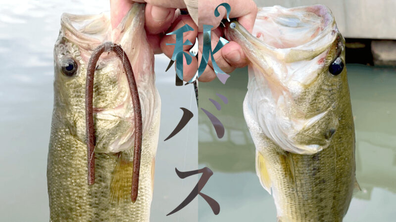バラシ後の45cmアップでホッと一安心（笑）｜霞水系ブラックバス釣り【9月末】