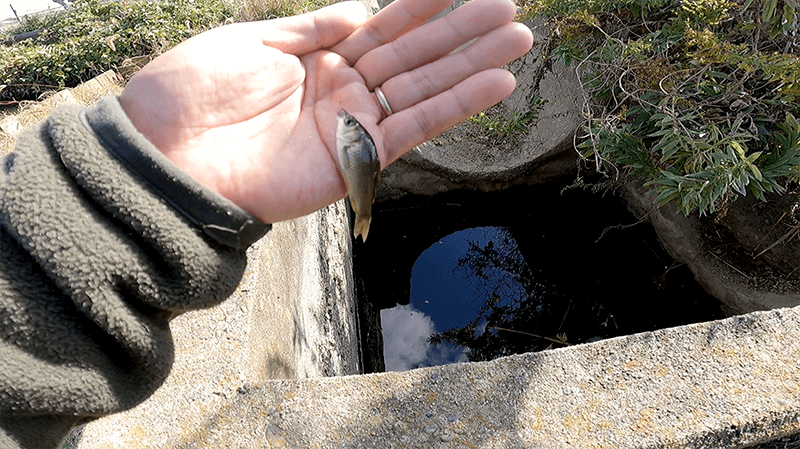 小鮒が釣れた！用水路を繋ぐ四角い水溜りで小物釣り