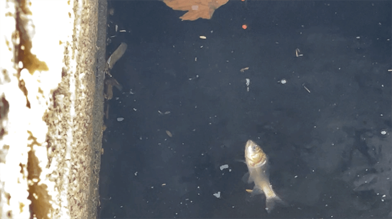 小鮒が釣れた!用水路を繋ぐ四角い水溜りで小物釣り