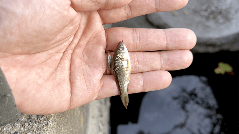 小鮒が釣れた!用水路を繋ぐ四角い水溜りで小物釣り