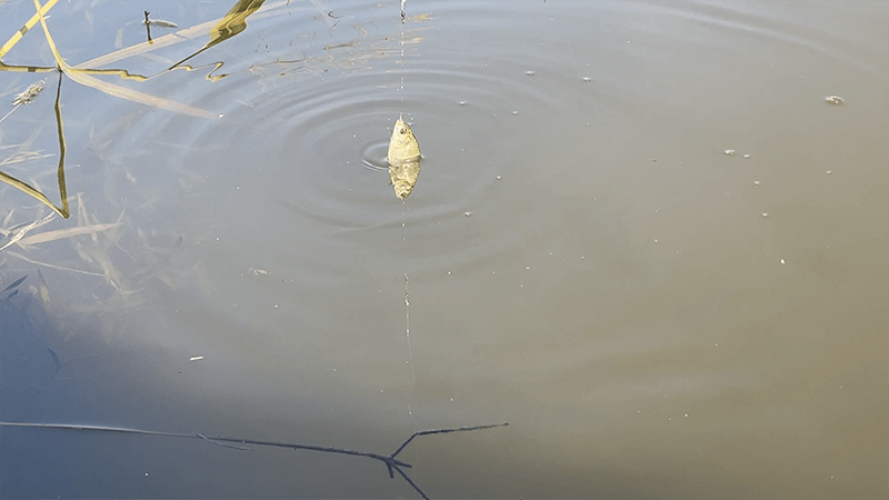 小鮒を求めて小物釣り！水路でのんびりたまにタナゴ【北浦】