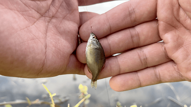 小鮒を求めて小物釣り！水路でのんびりたまにタナゴ【北浦】
