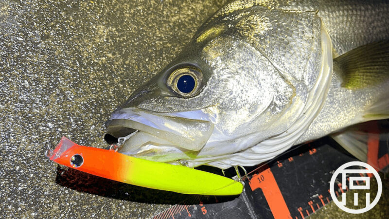 レクター111Fでシーバスを狙ってみた【霞水系北浦シーバス釣り】